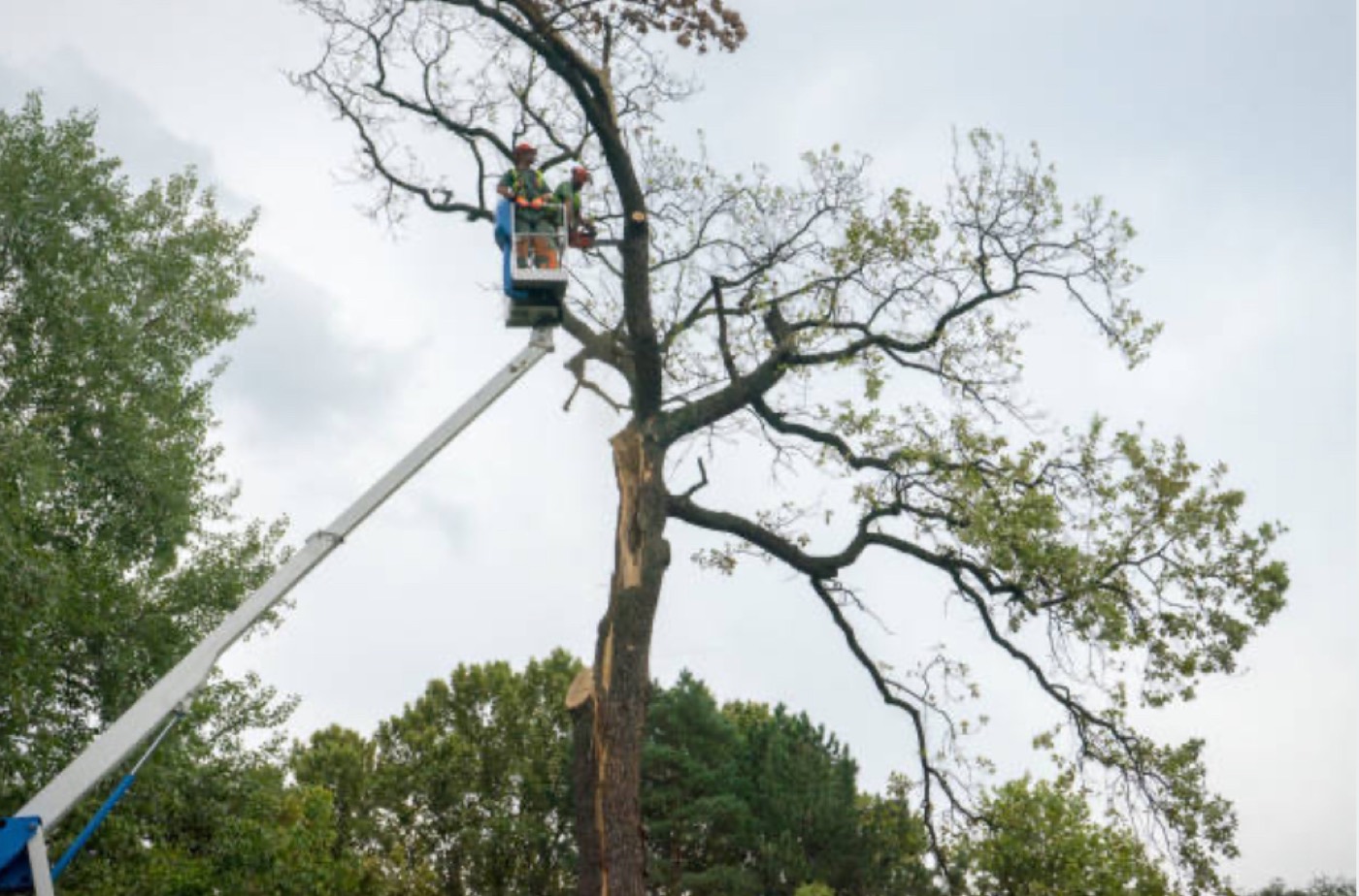 Tree crew coordinating safe removal work