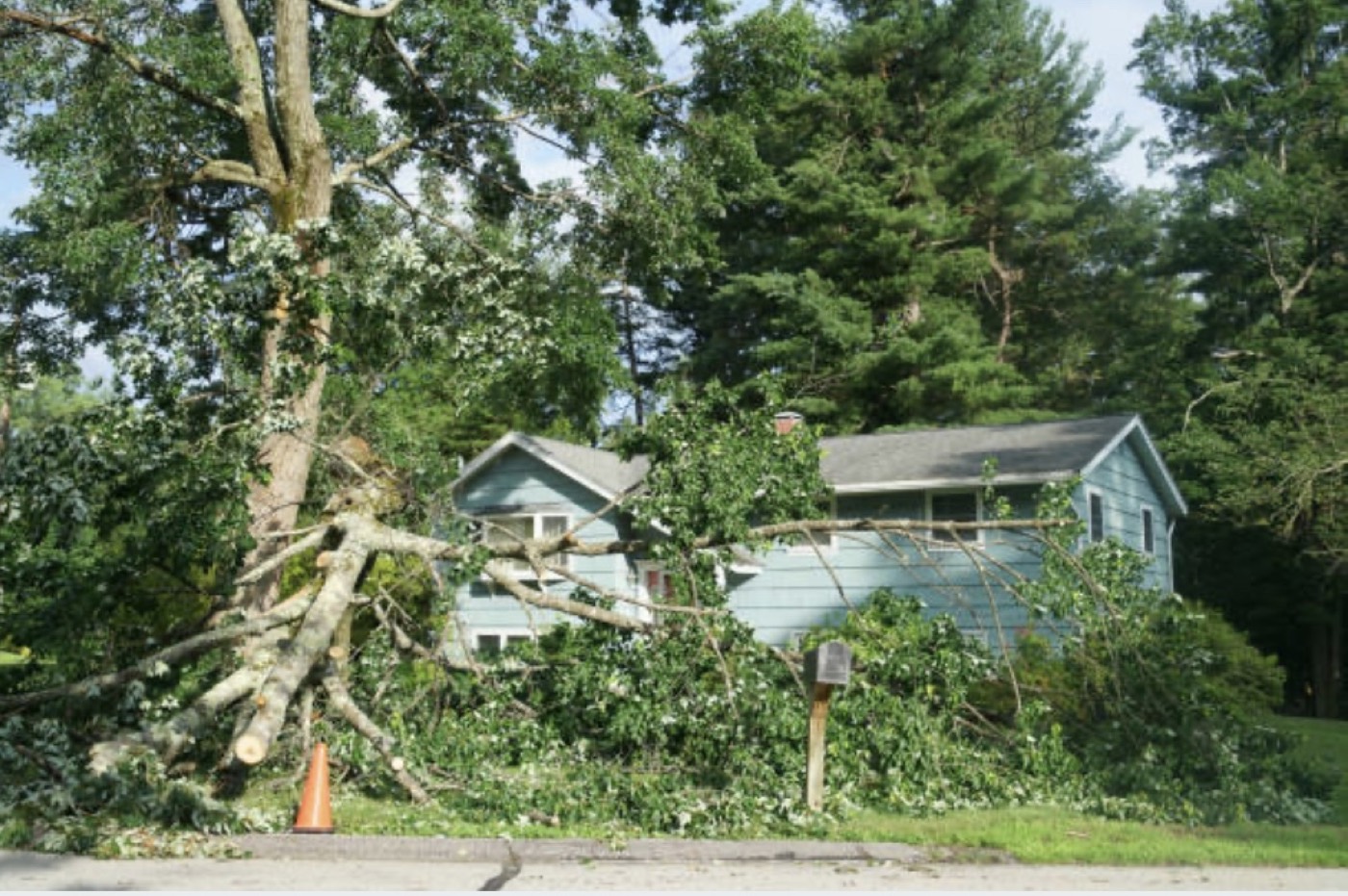 Overgrown branches threatening roof and power lines