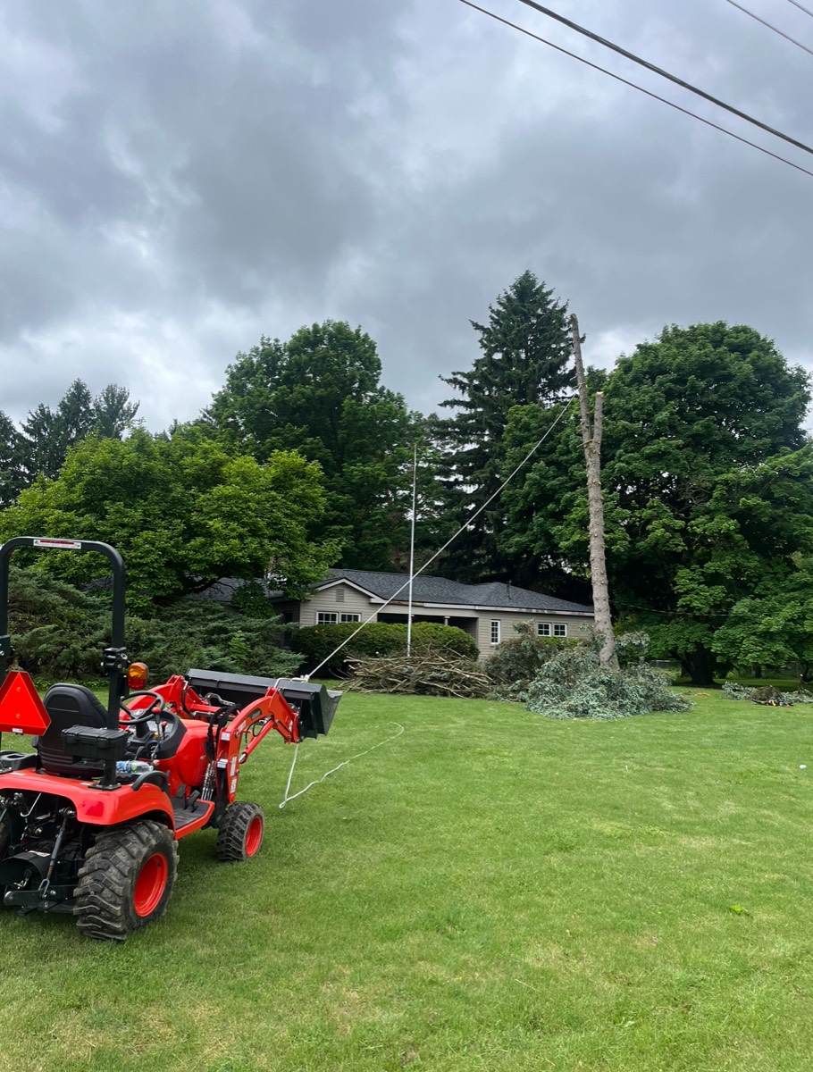 Before and after tree canopy cleanup near residential home