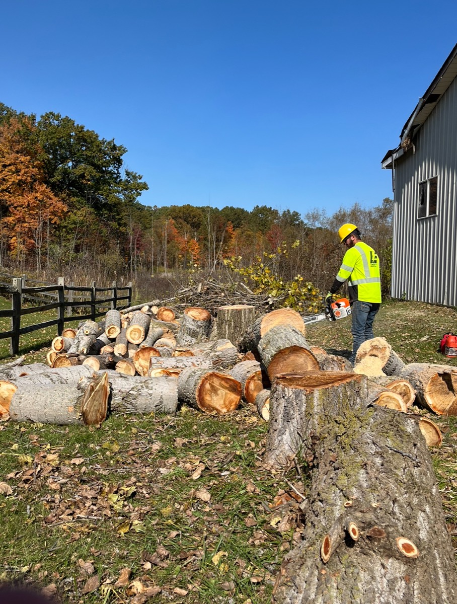 Heavy limb removal improving roof and driveway clearance