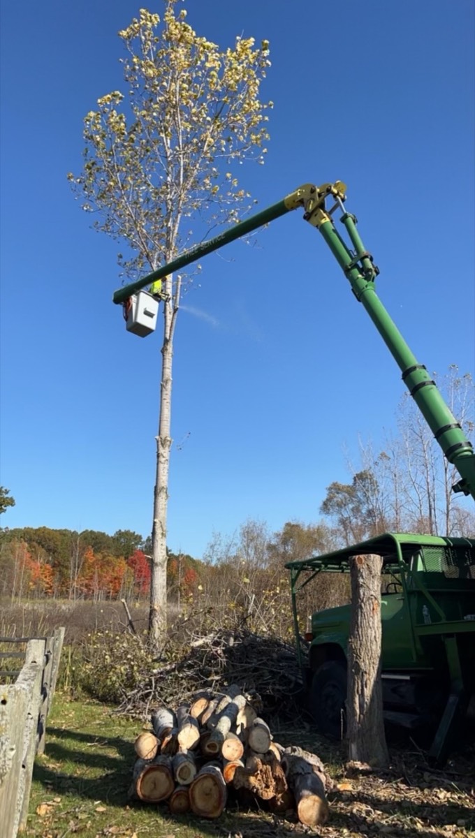 Storm-damaged tree sections removed quickly
