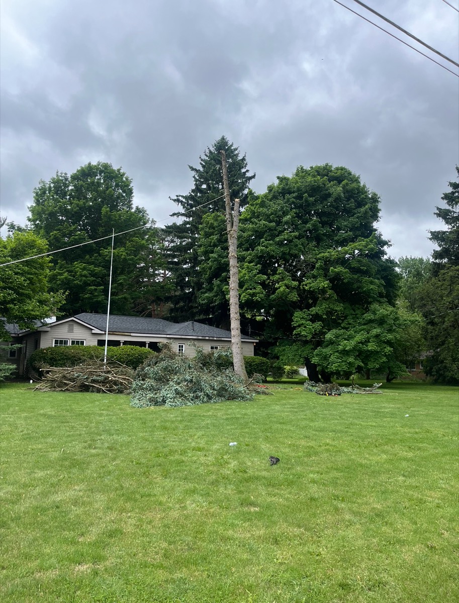 Completed tree removal with stump area cleaned and clear