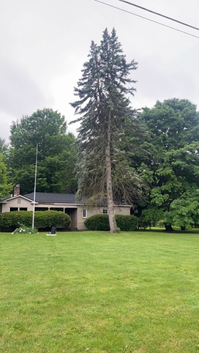 Balanced canopy trim improving yard light