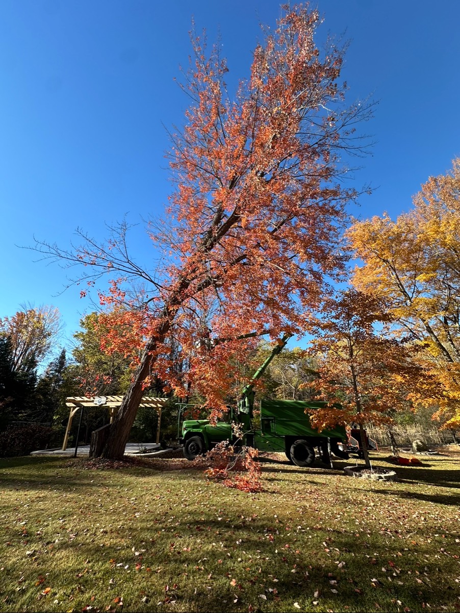 Removed tree and cleaned yard