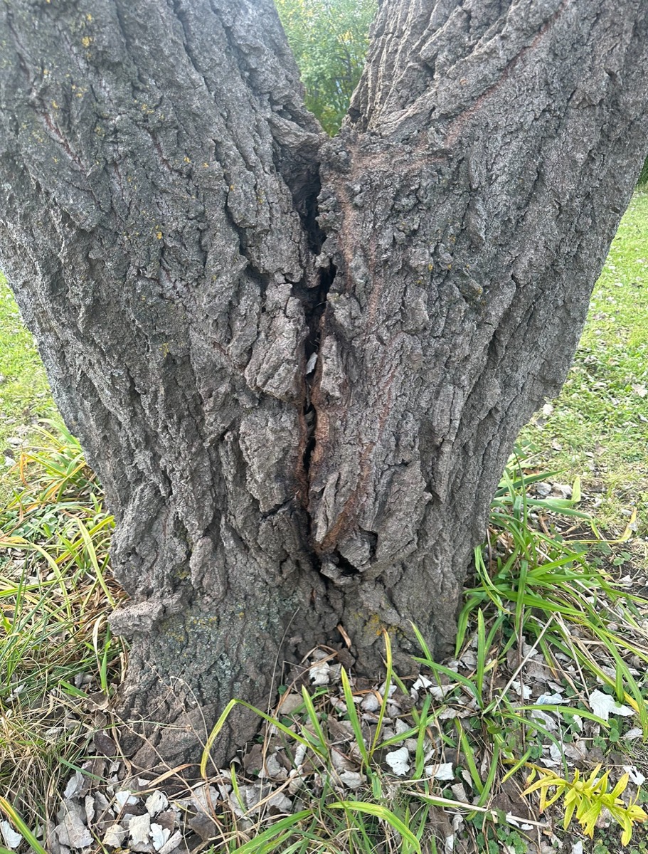 Emergency tree hazard removed from a driveway