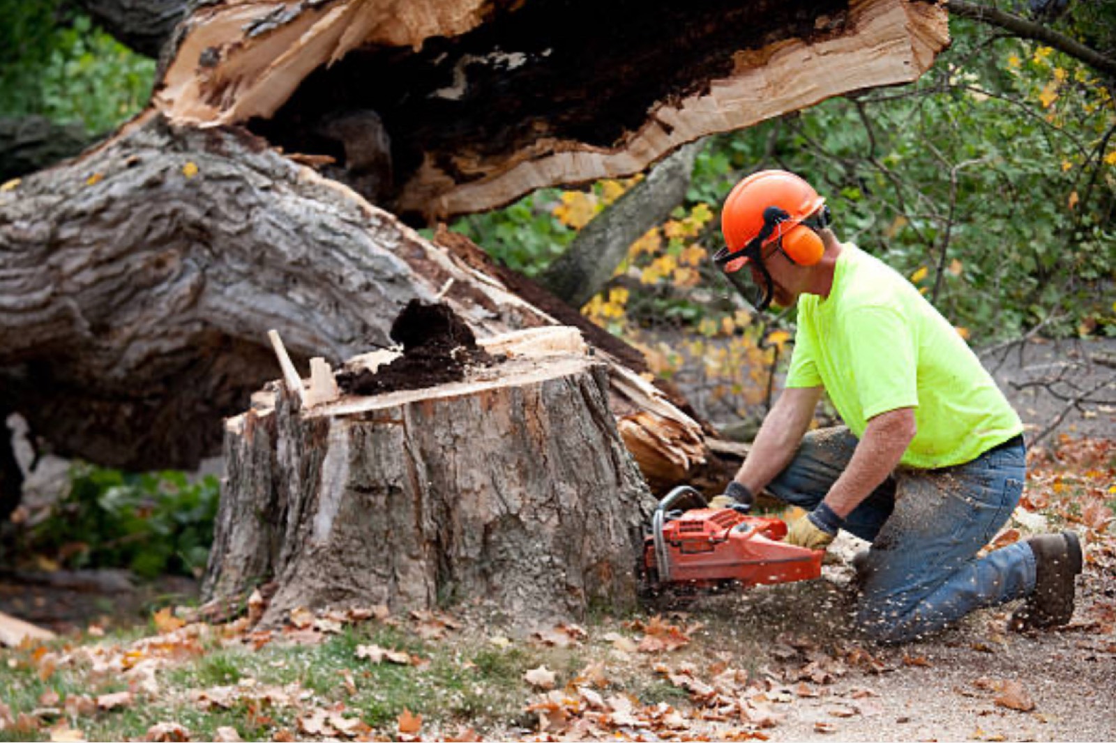 Branch Out crew member in tree service bucket