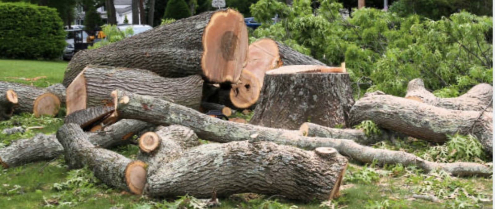 Arborist discussing tree maintenance with homeowner