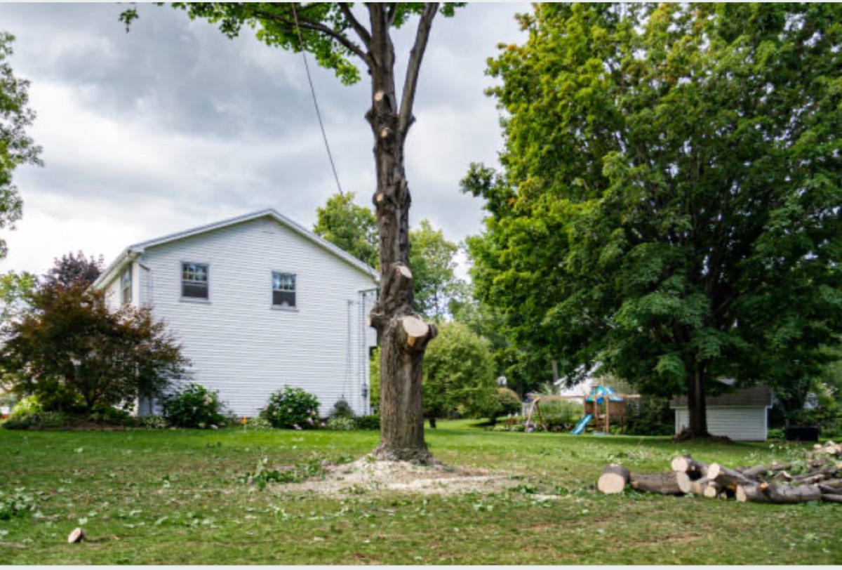 Crew removing a large hazardous tree in a tight backyard