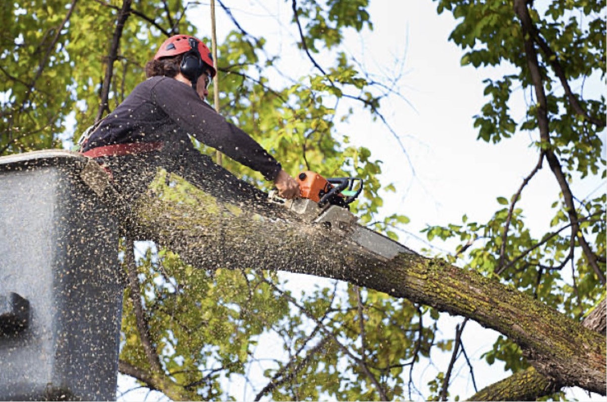 Tree service crew trimming a large limb from an elevated lift